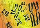 chromosome pairs