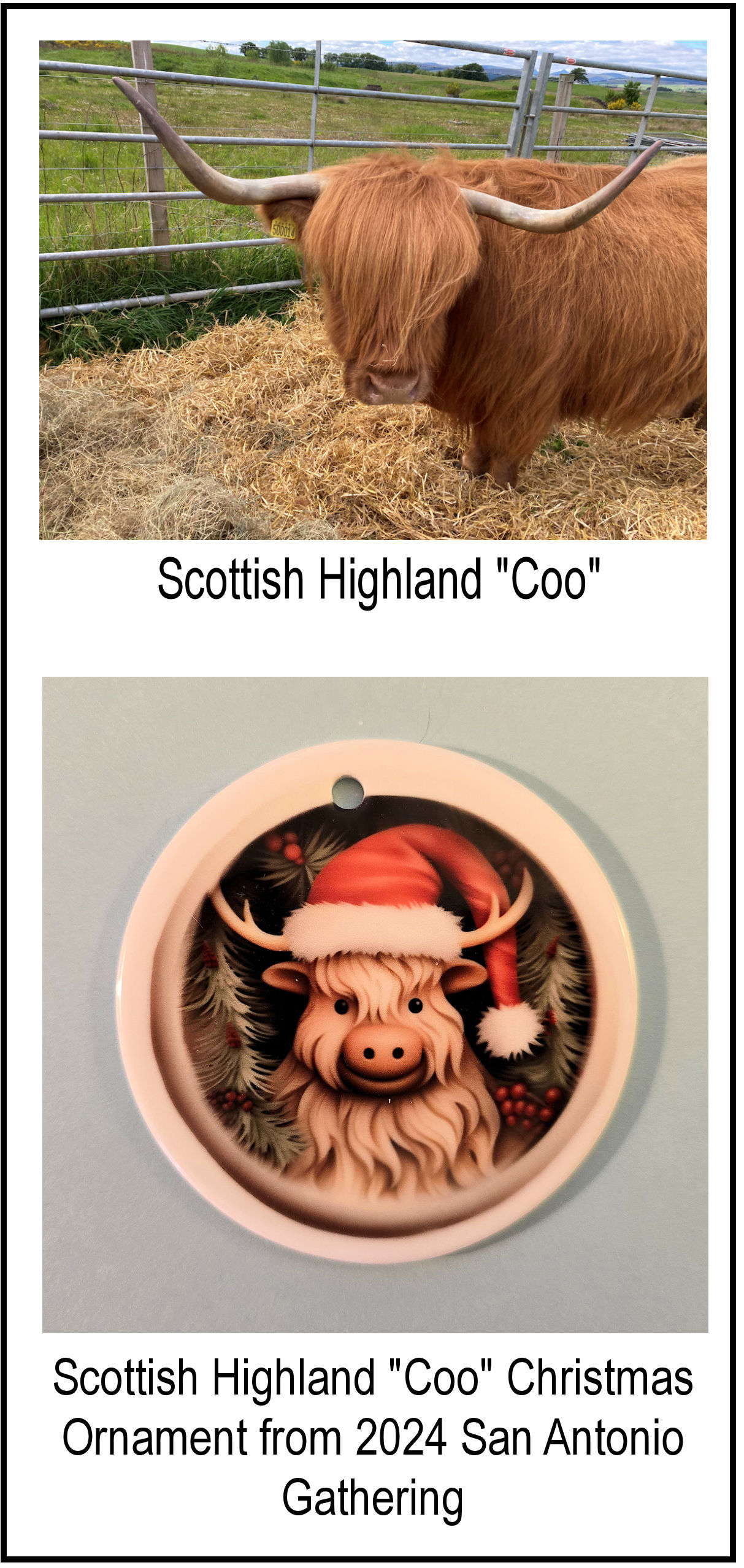 Highland Coo & Christmas Ornament